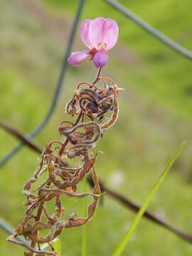 Image of greenleaf ticktrefoil