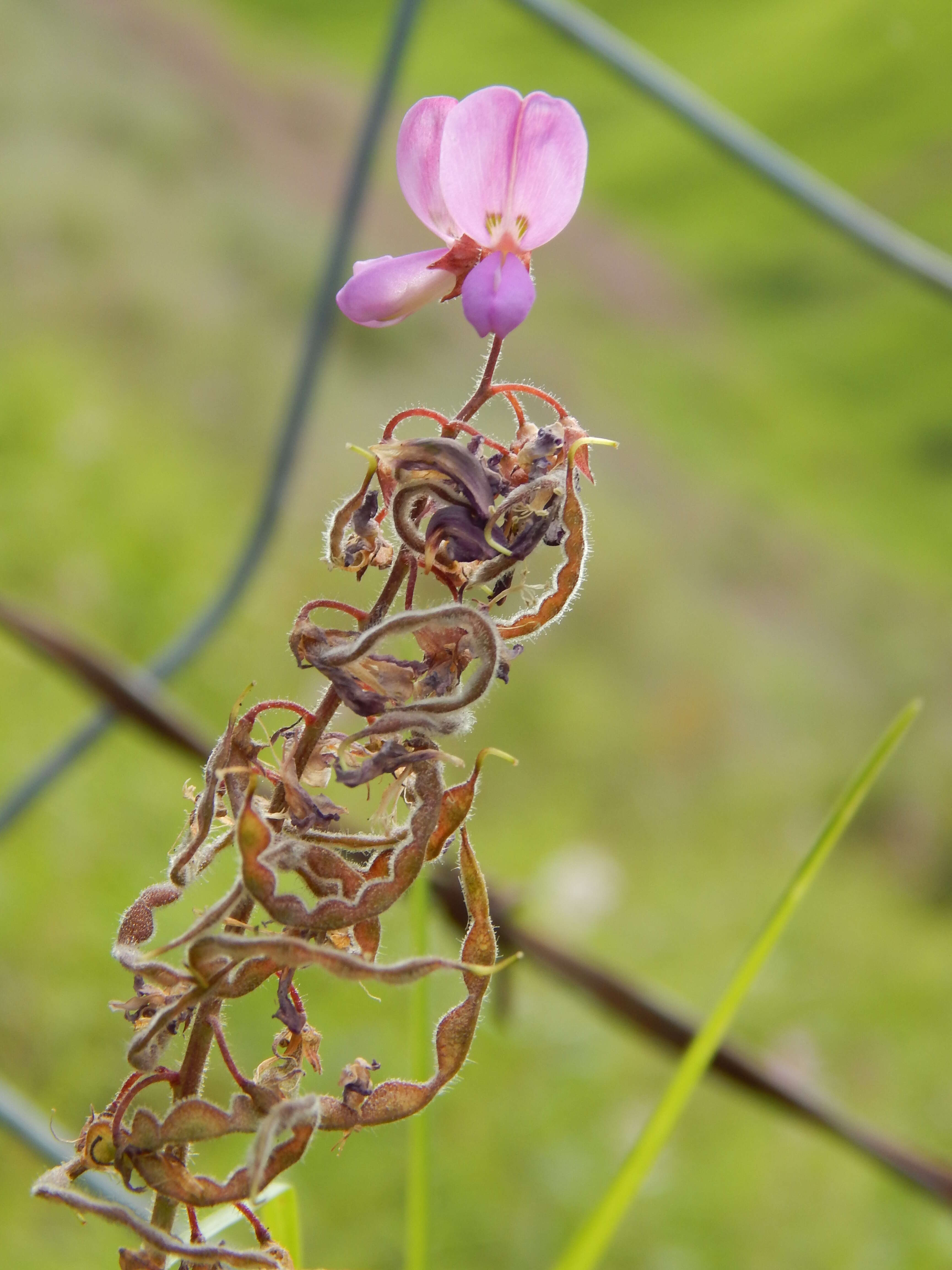 Image of greenleaf ticktrefoil