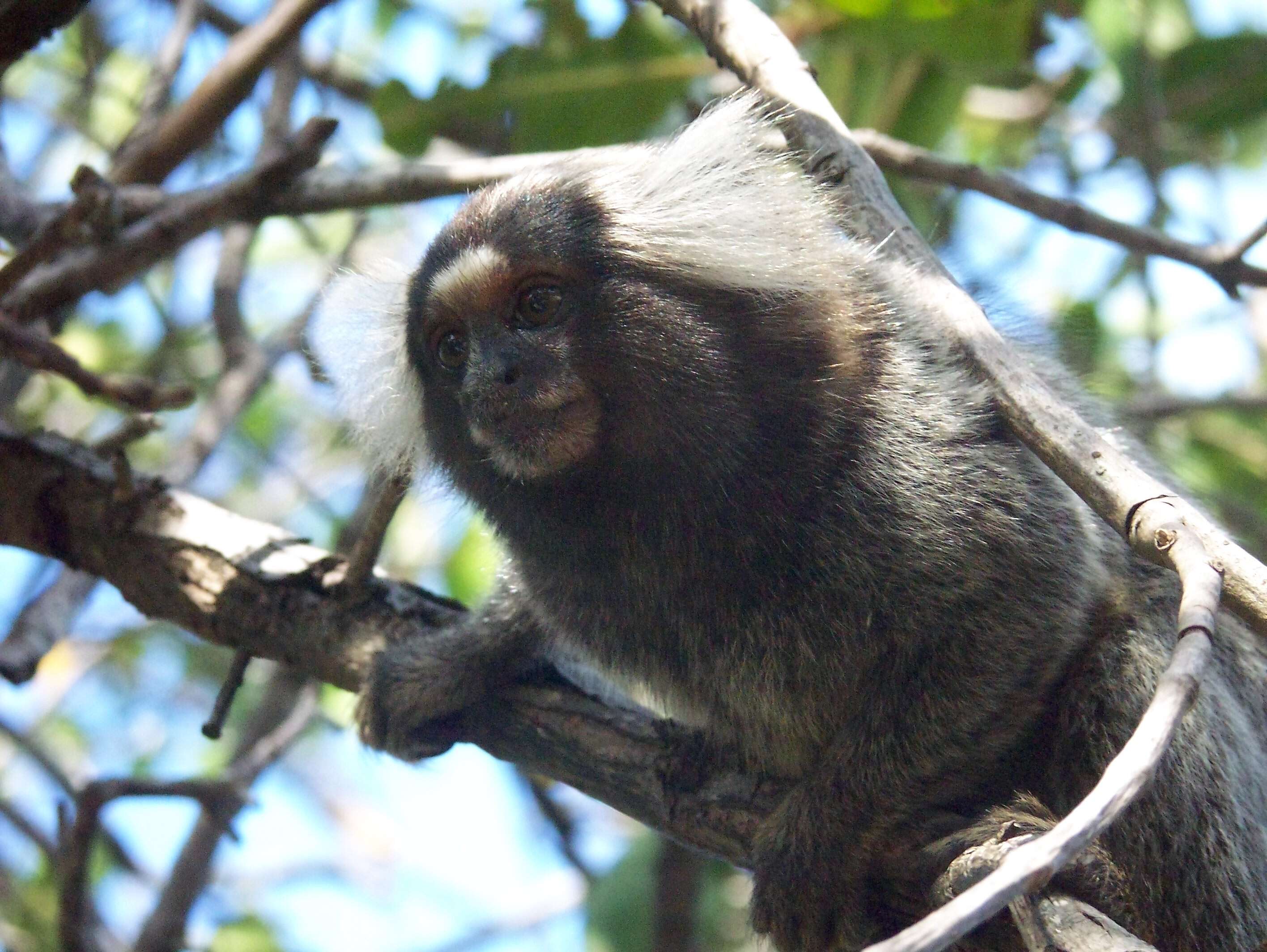 Image of Common Marmoset