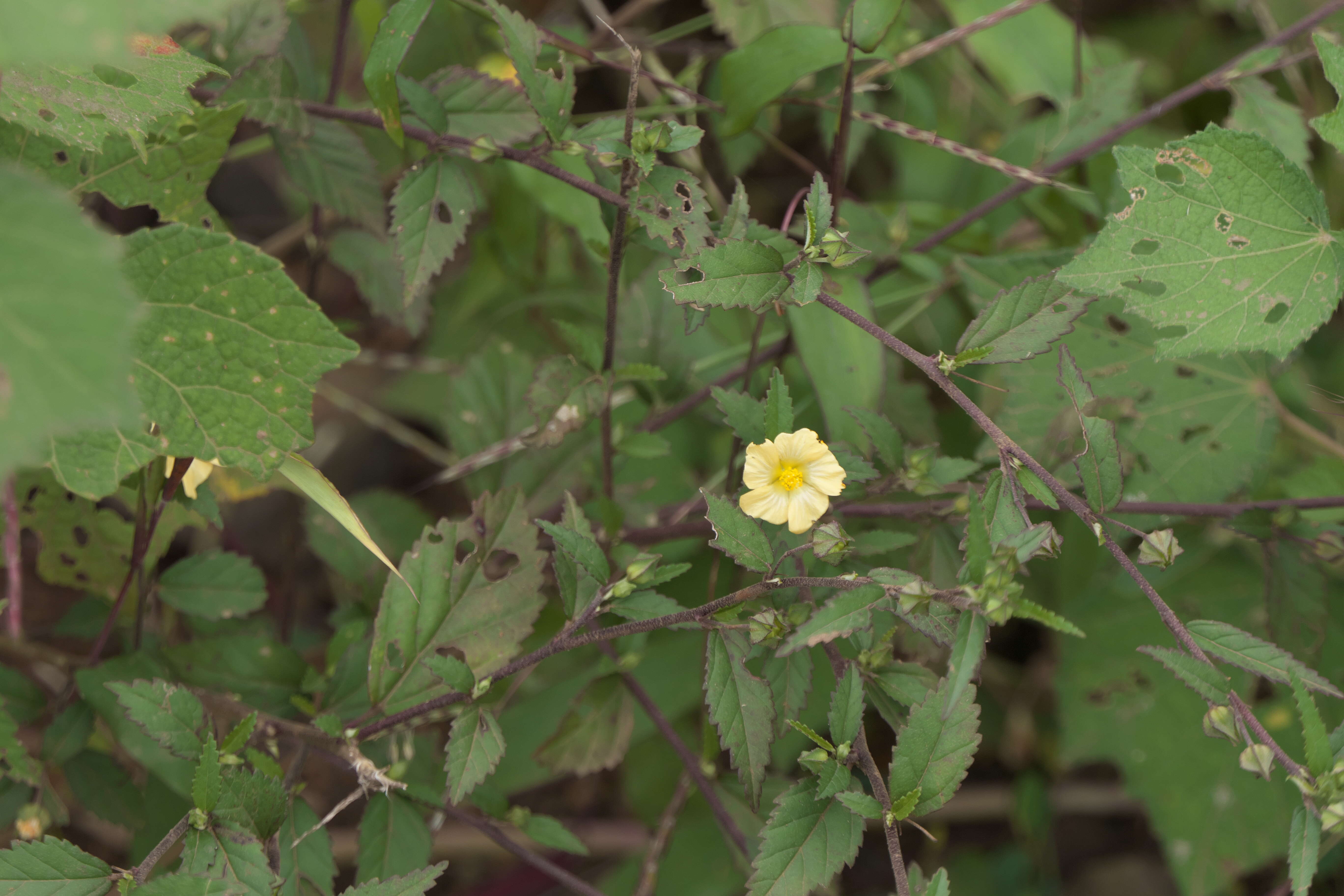 Image of common wireweed