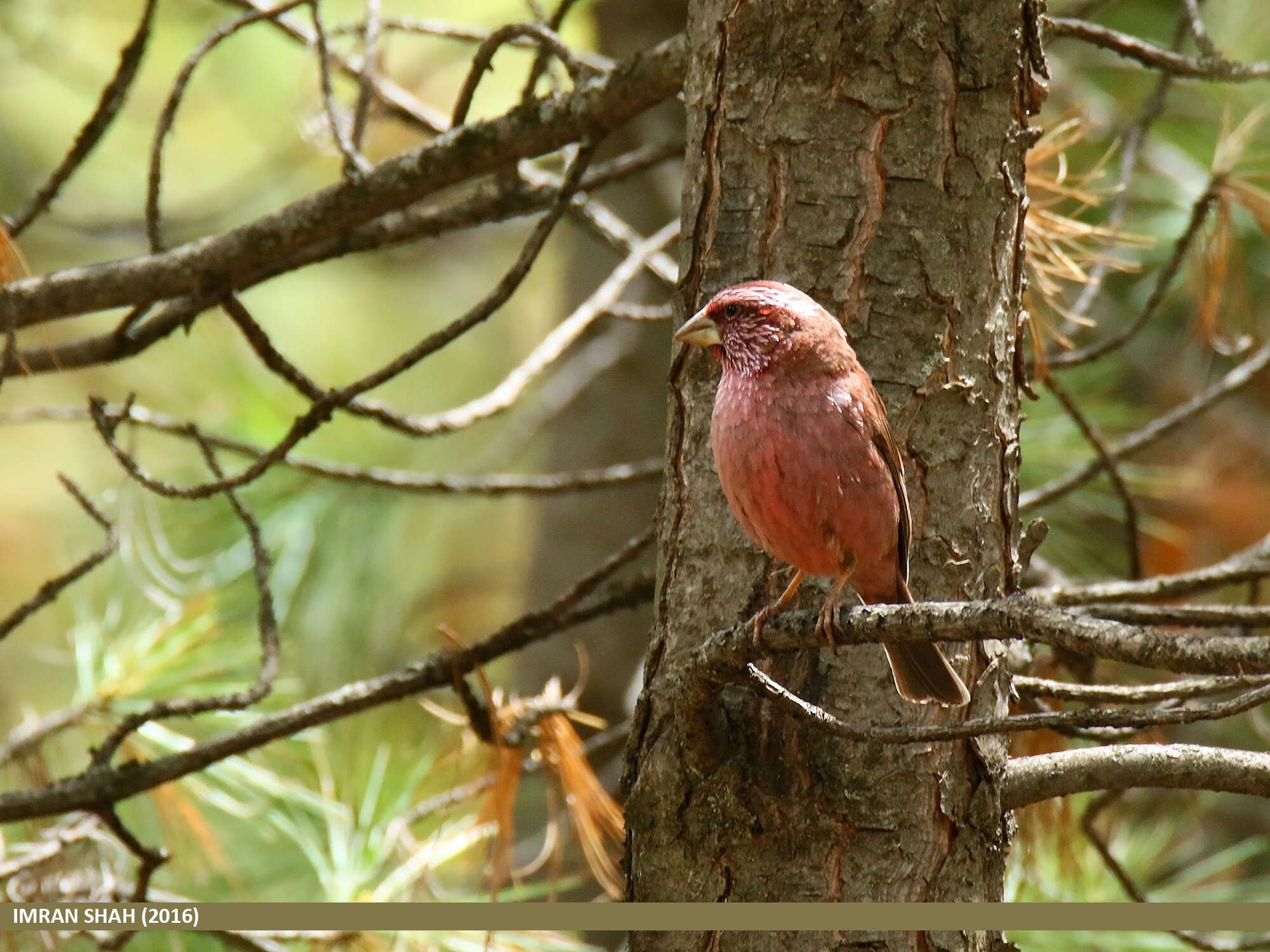 Plancia ëd Carpodacus rhodochlamys (Brandt & JF 1843)