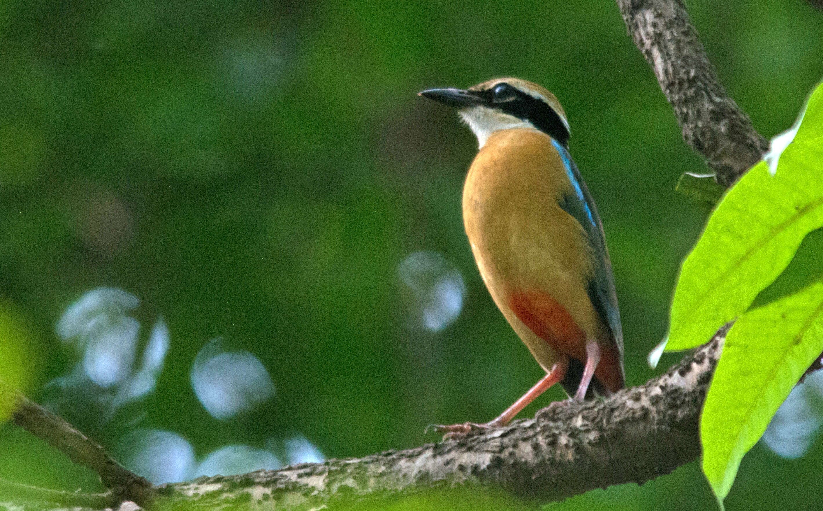 Plancia ëd Pitta brachyura (Linnaeus 1766)