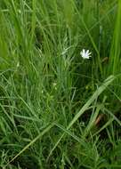 صورة Stellaria palustris Ehrh. ex Retz.