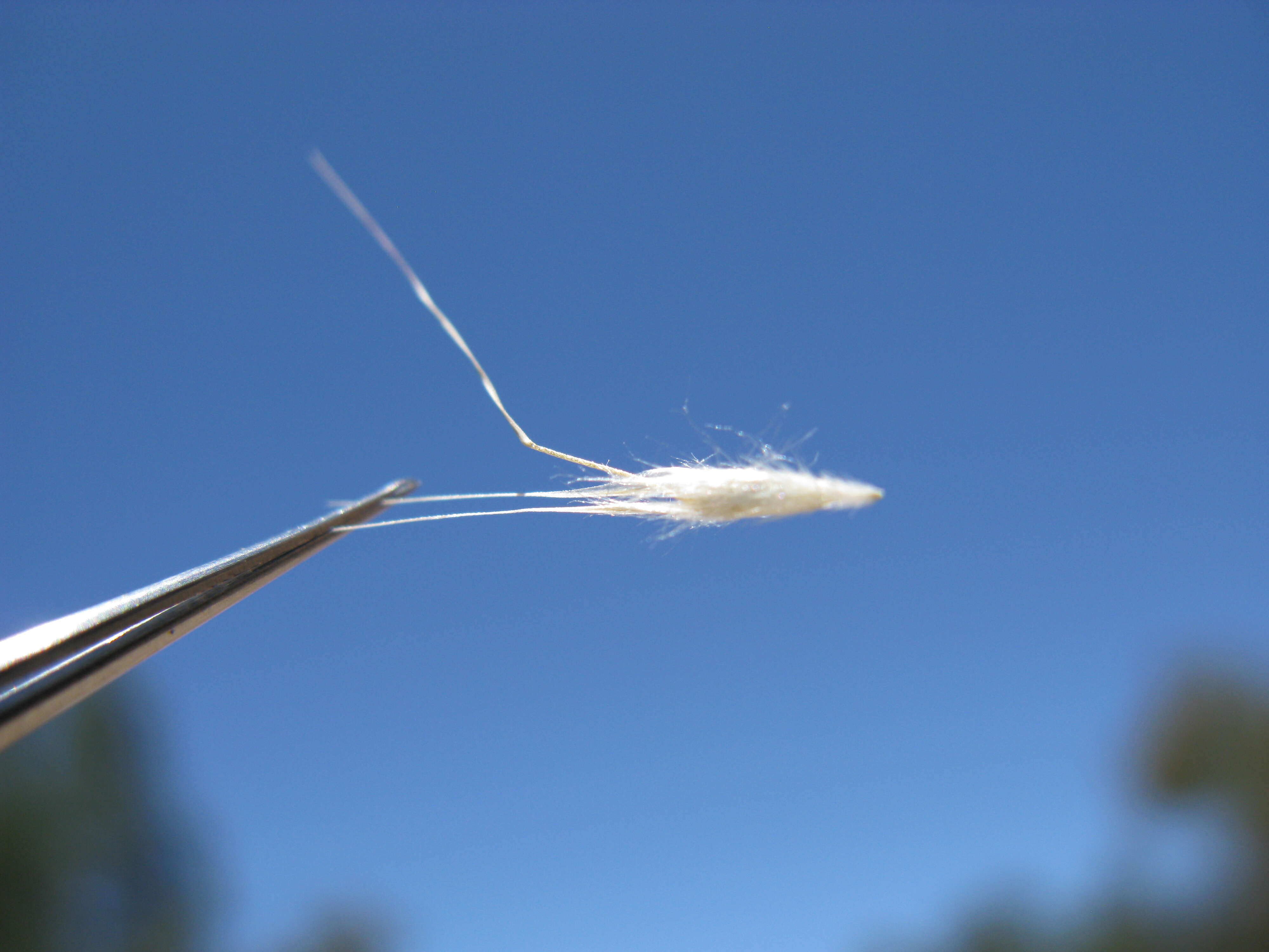 صورة Rytidosperma caespitosum (Gaudich.) Connor & Edgar