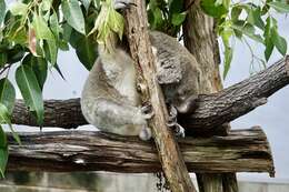 Image of koalas