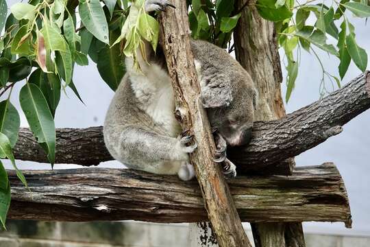 Image of koalas