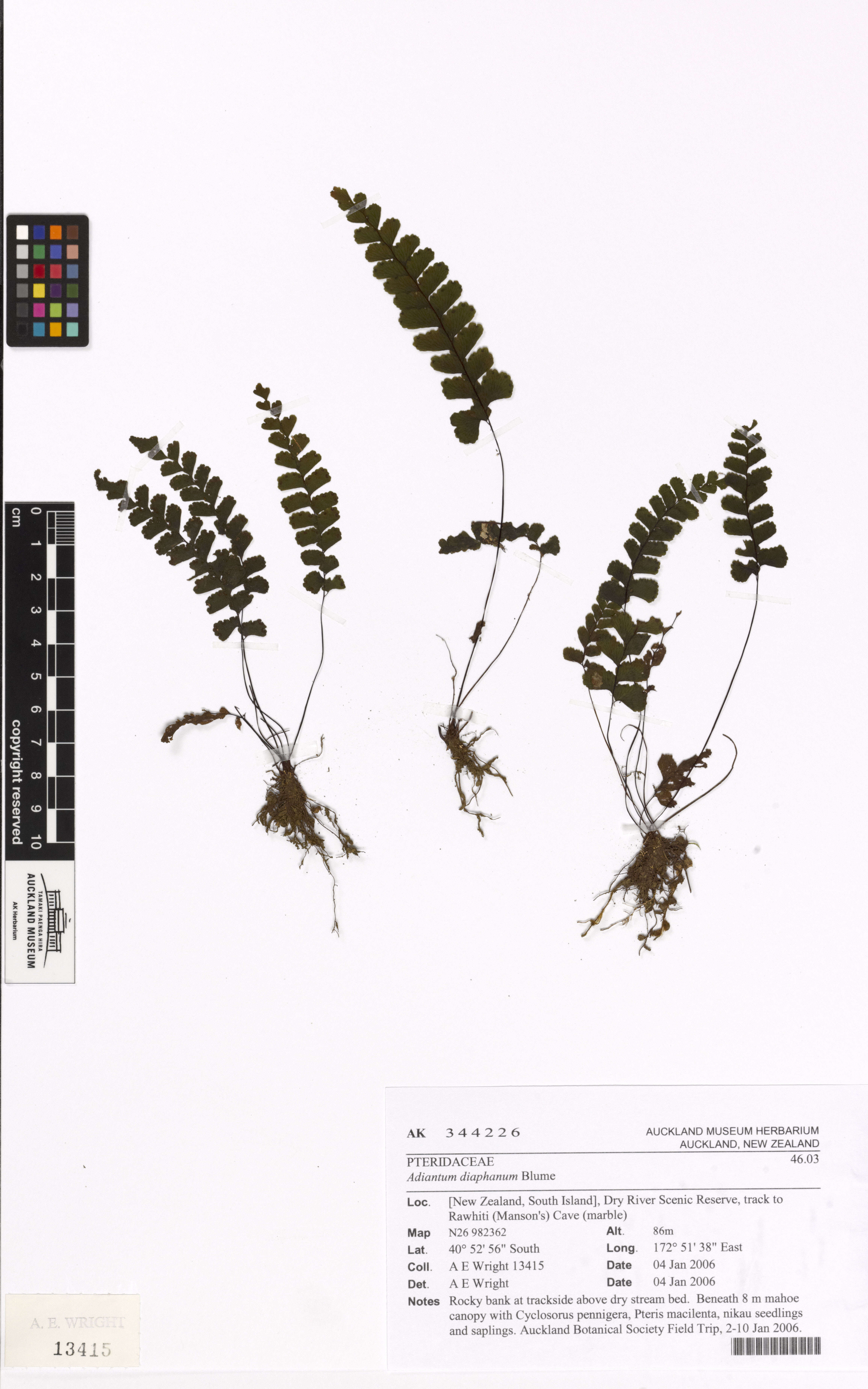 Image of Adiantum diaphanum Bl.