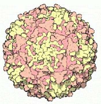 Image of Poliovirus