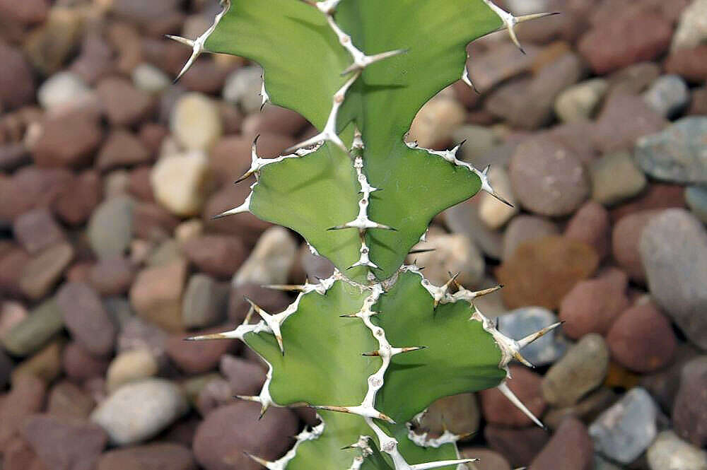 Imagem de Euphorbia breviarticulata Pax