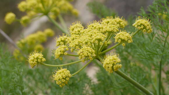 Image of Thompson's desertparsley