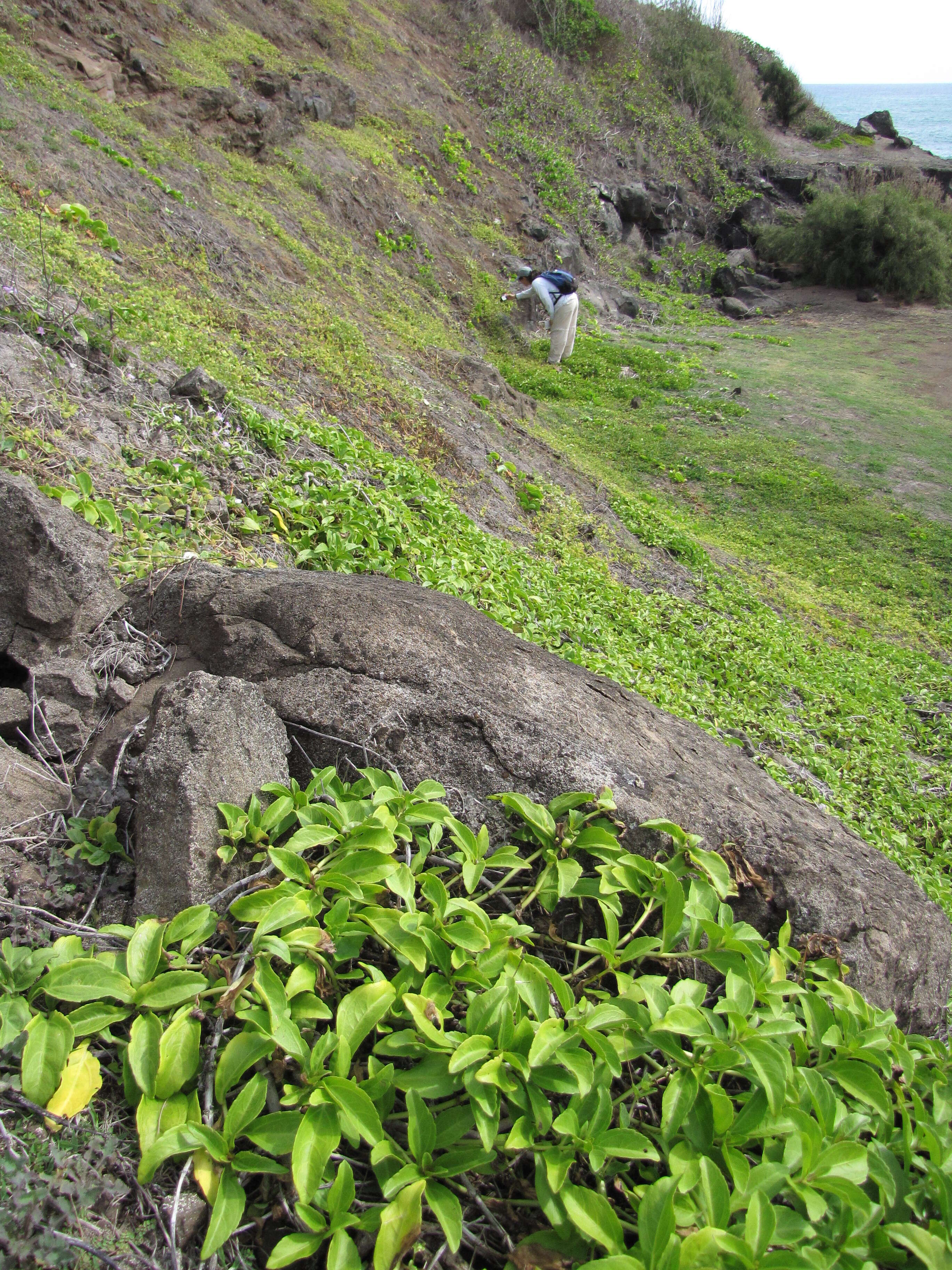 Image of seaside nehe