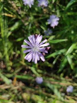 Image of Lactuca sibirica (L.) Maxim.