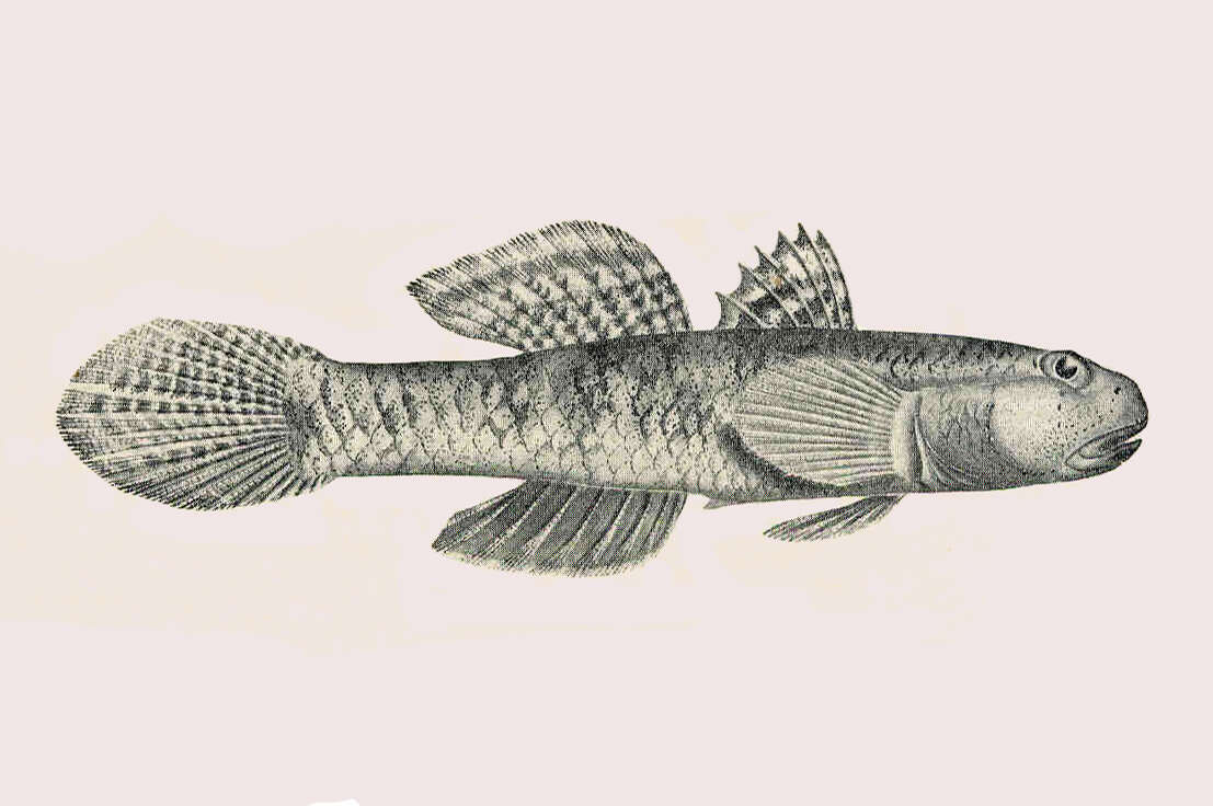 Image of River Gobies