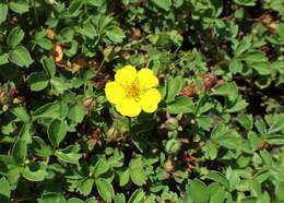 Image of Sibbaldia parviflora Willd.