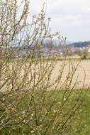 Imagem de Salix cinerea L.