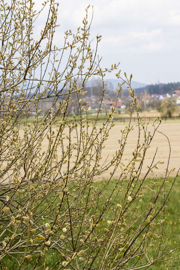 Imagem de Salix cinerea L.