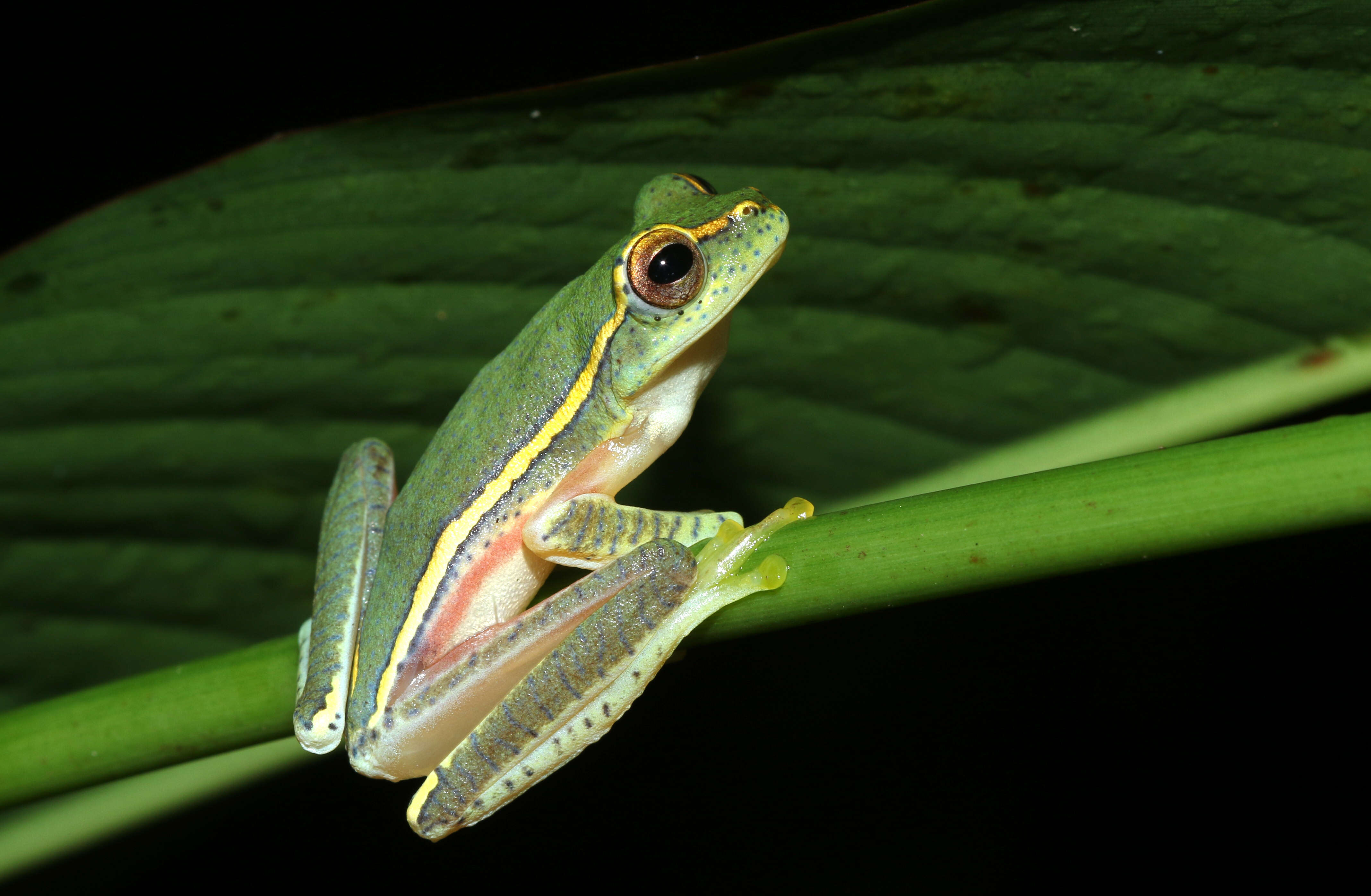 Imagem de Rhacophorus lateralis Boulenger 1883