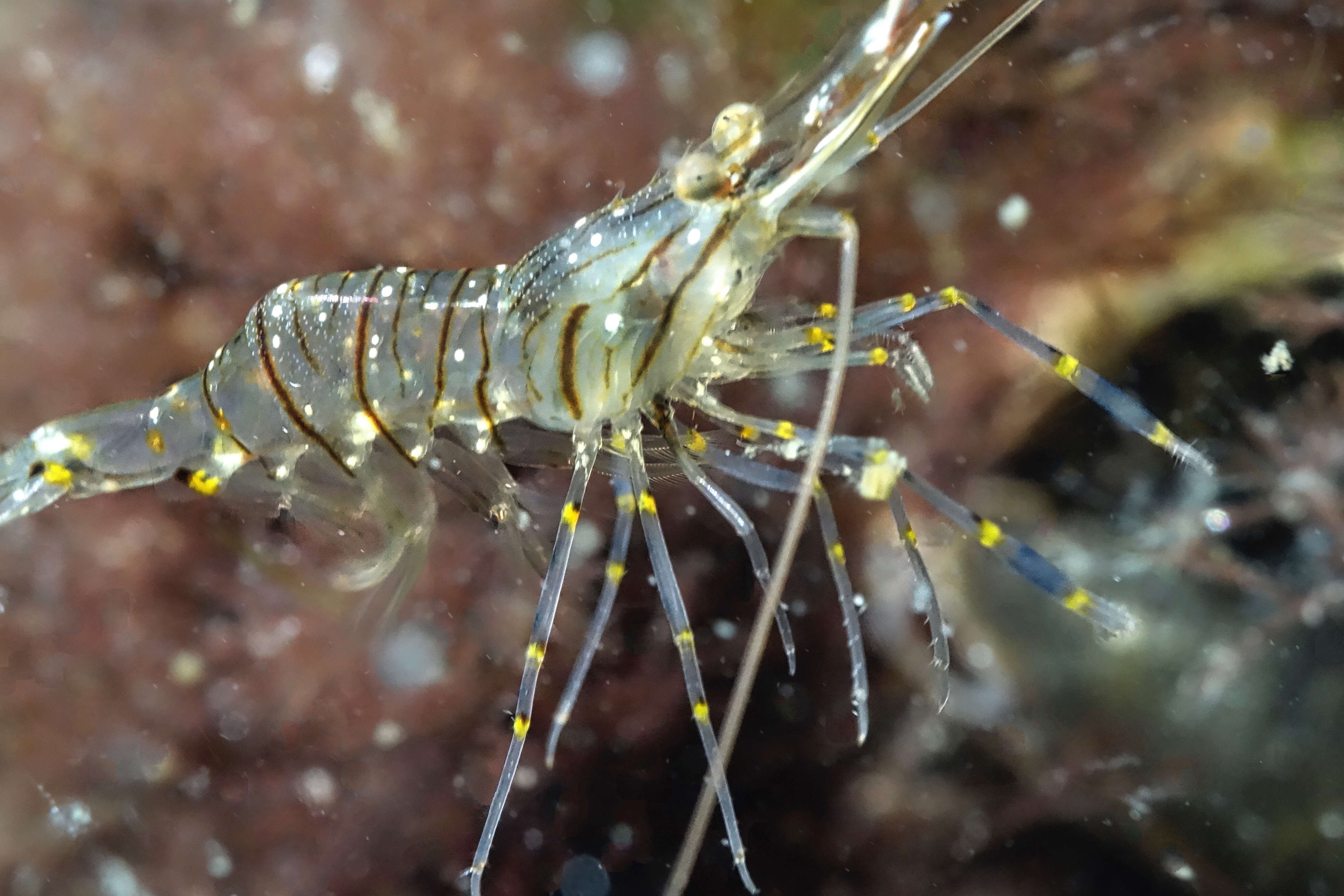 Image of Rockpool shrimp