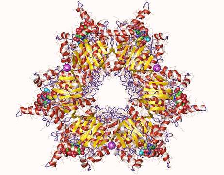 Image of Propionibacterium