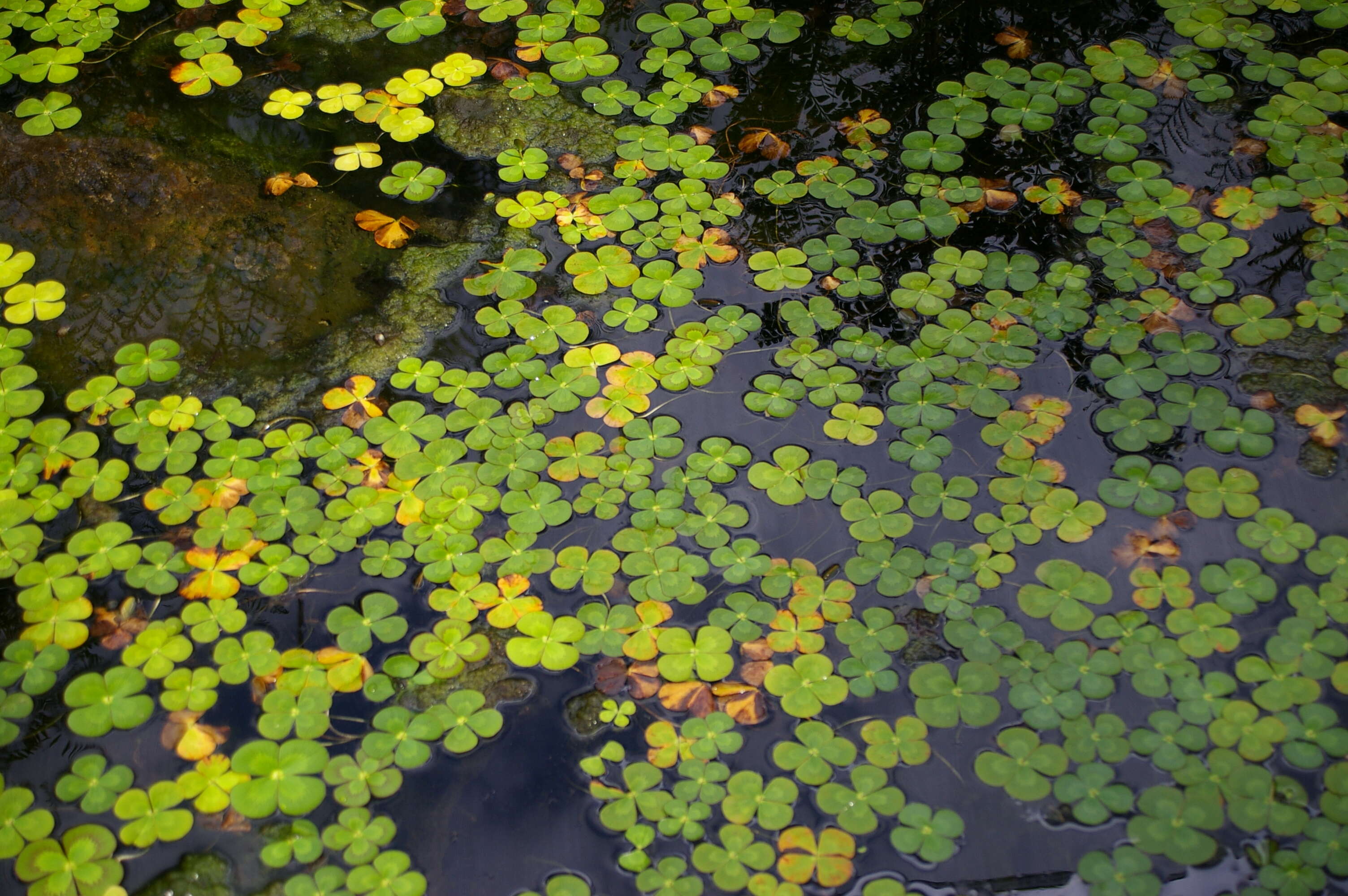 Image of waterclover