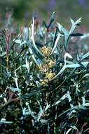 Image of Petrophile glauca D. B. Foreman