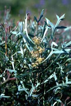 Image of Petrophile glauca D. B. Foreman