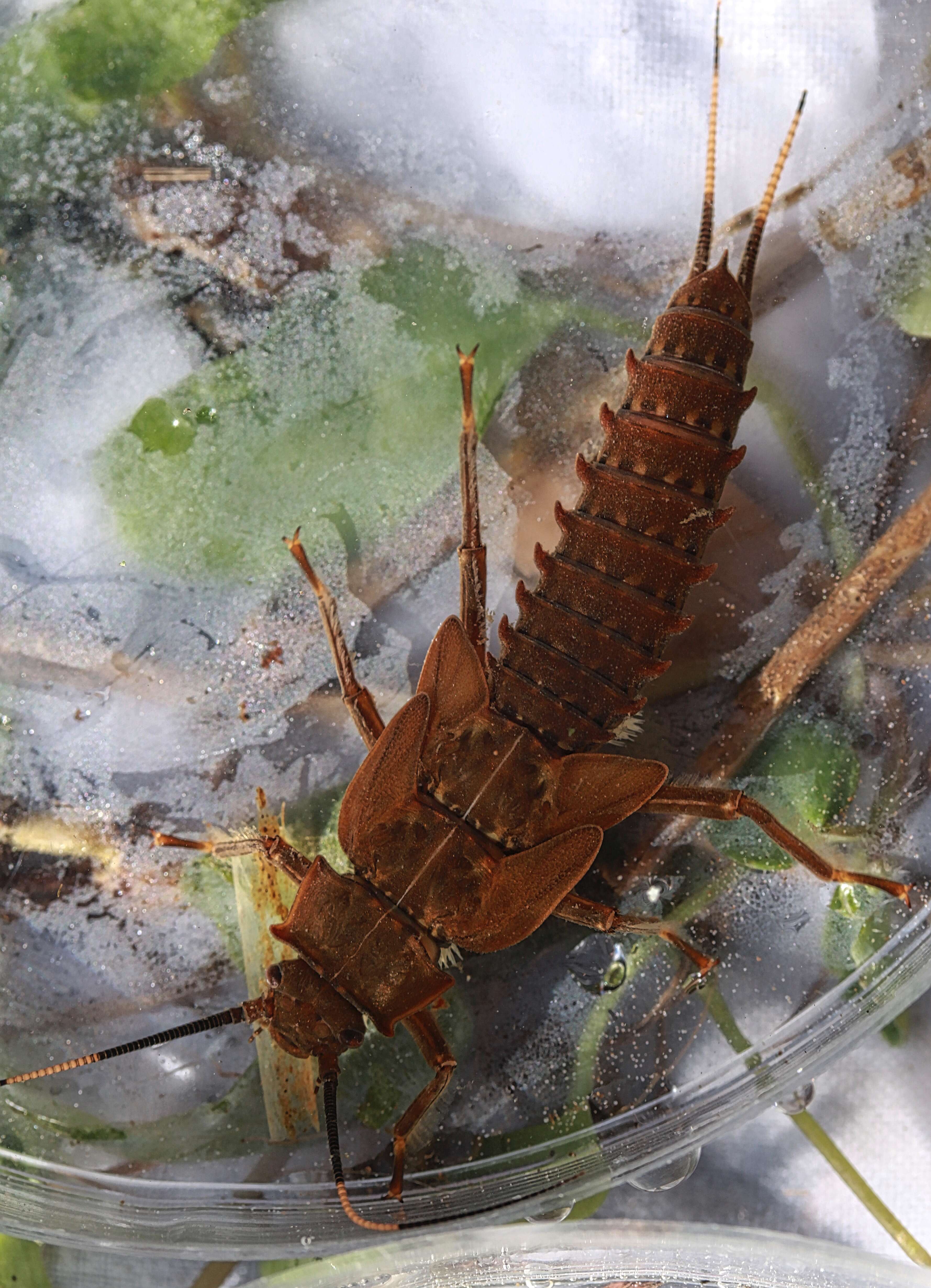 Image of Knobbed Salmonfly