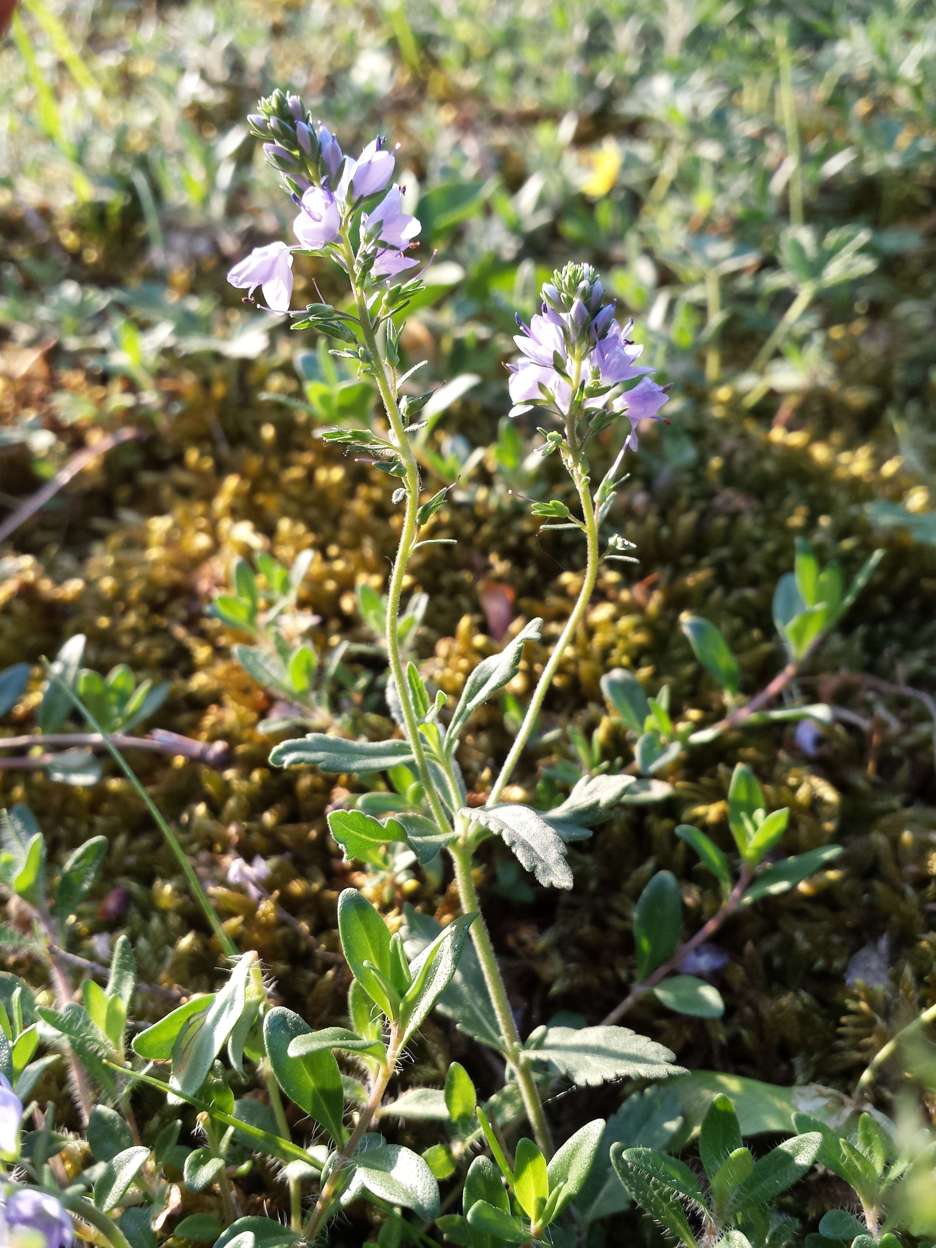 Image of Sprawling Speedwell