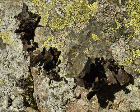 Image of navel lichen