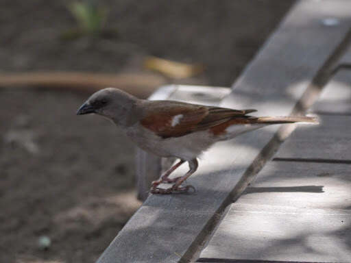 Image of Grey-headed Sparrow