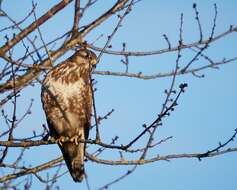 Image of Common Buzzard