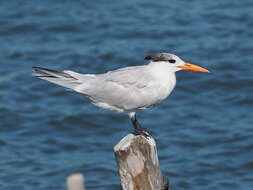 Image of Royal Tern