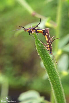 Image of Eretmocera laetissima Zeller 1852