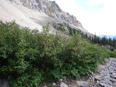 Image of Missouri River willow