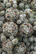 Image of Mammillaria vetula Mart.