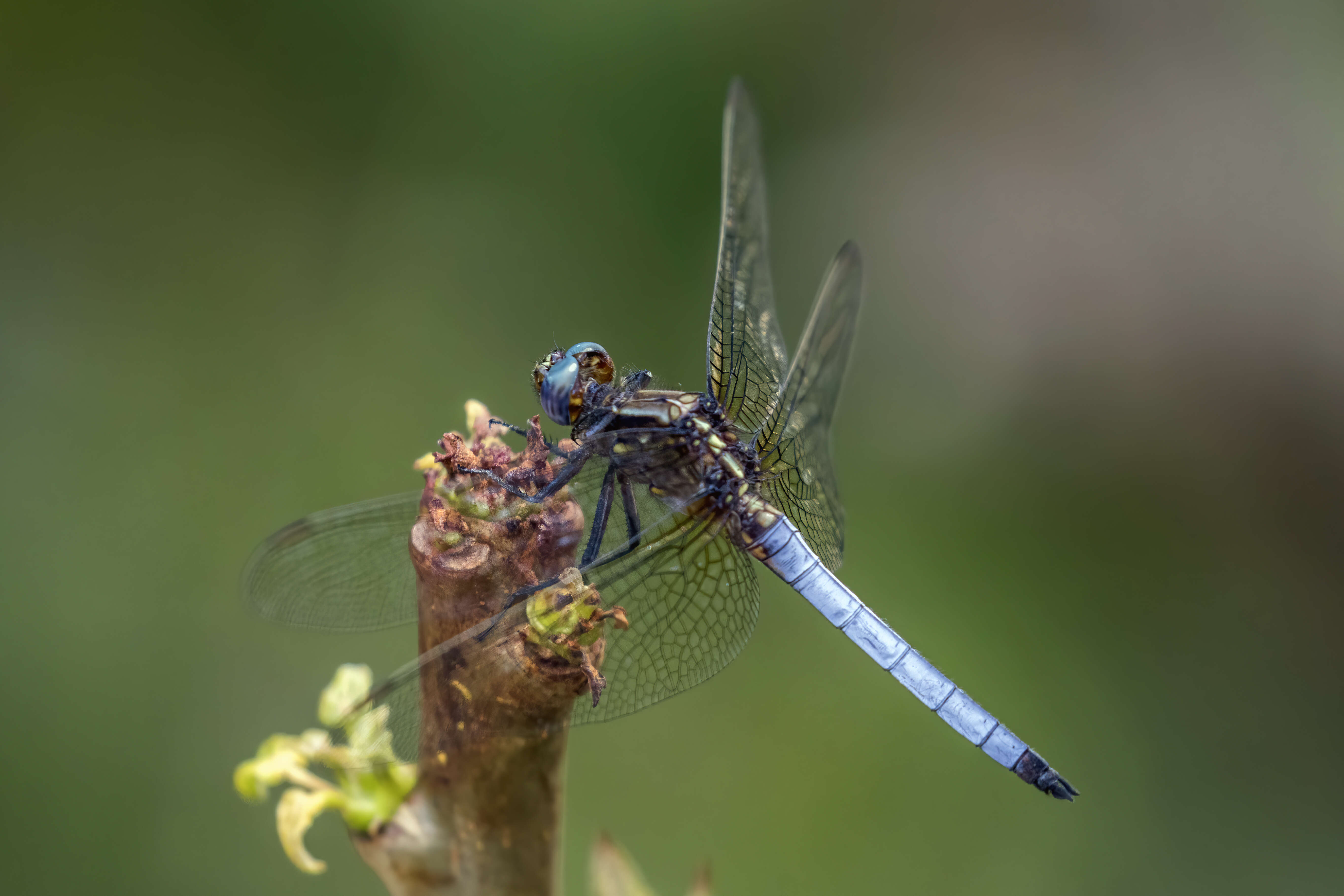 Image of Orthetrum azureum (Rambur 1842)