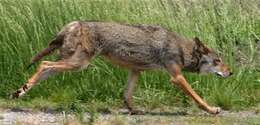 Image of Red wolf