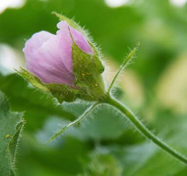 Image of Long-sepal Globemallow