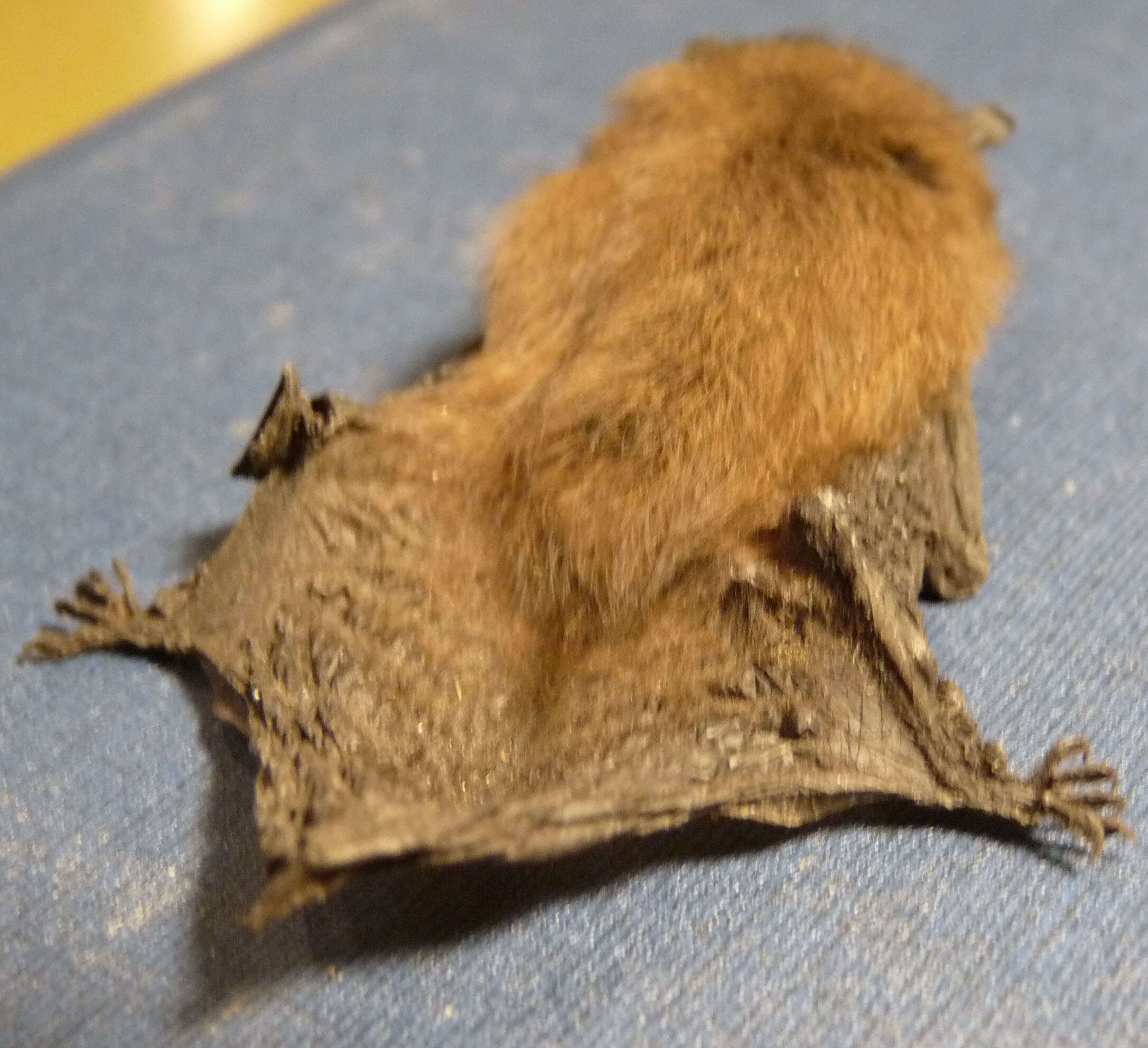 Image of pipistrelle, common pipistrelle