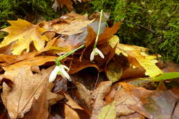 Image of Queen Olga's Snowdrop