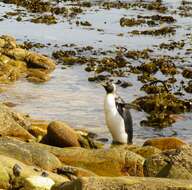 Image of King Penguin