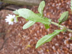 صورة Leucanthemum ircutianum (Turcz.) DC.