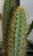 Image of Cereus insularis Hemsl.