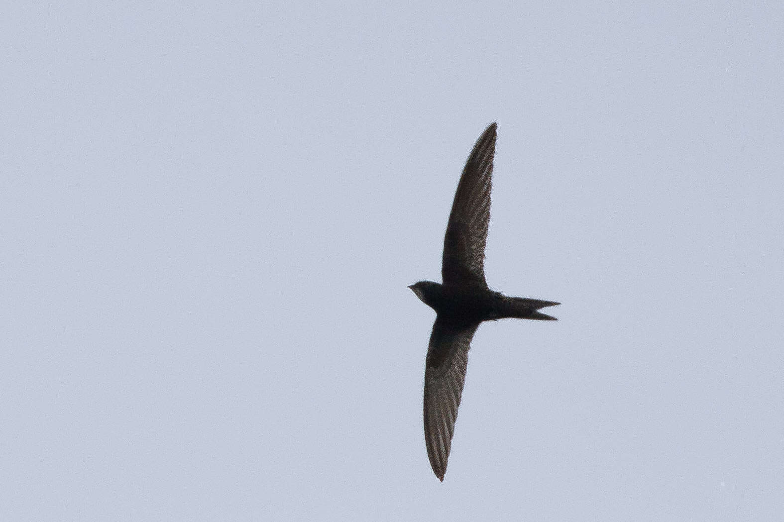 Image of Pallid Swift