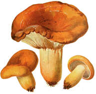 Image of Tawny Milkcap