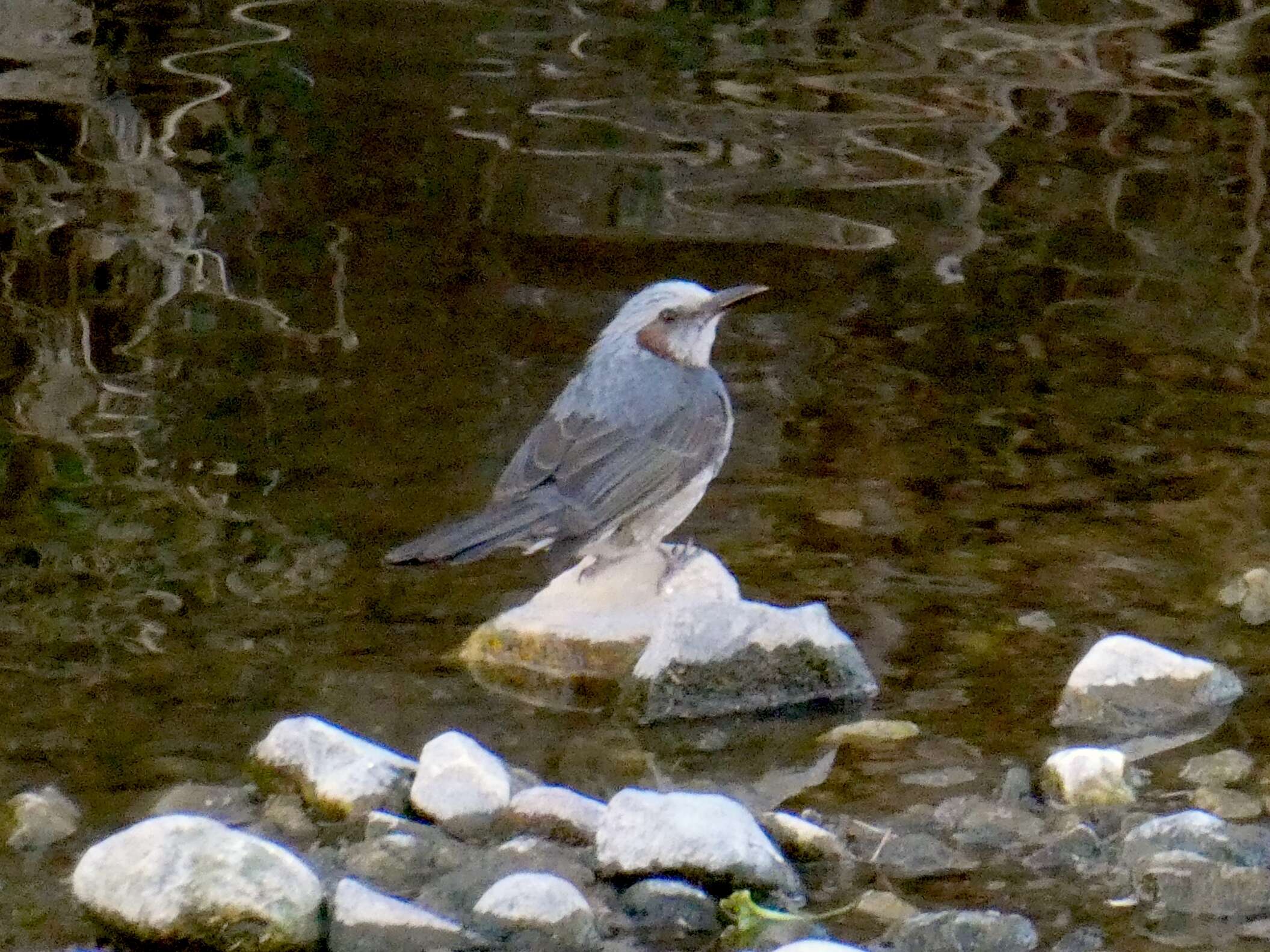 Image of Brown-eared Bulbul