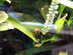 Image of Mimic Poison Frog