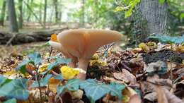 Image de Clitocybe géotrope