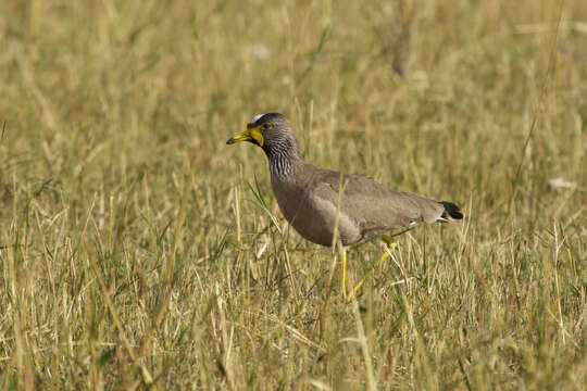 Image of African Wattled Lapwing