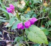 Image of Downy Hemp Nettle